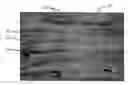 Fig. 01 - Method of making a ceramic matrix composite utilizing partially stabilized fibers