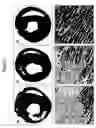 Fig. 03 - Stem cell-derived factors for treating pathologic conditions