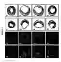 Fig. 04 - Stem cell-derived factors for treating pathologic conditions