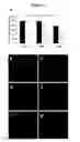 Fig. 06 - Stem cell-derived factors for treating pathologic conditions