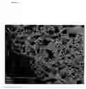 Fig. 13 - Methods for treating inflammatory disorders using regulators of microvessel dilations