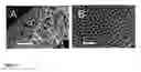 Fig. 20 - Methods for treating inflammatory disorders using regulators of microvessel dilations