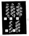 Fig. 02 - Surfactant peptide nanostructures, and uses thereof