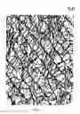 Fig. 04 - Surfactant peptide nanostructures, and uses thereof