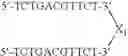 Fig. 117 - Modulation of immunostimulatory properties of oligonucleotide-based compounds by utilizing modified immunostimulatory dinucleotides