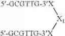 Fig. 124 - Modulation of immunostimulatory properties of oligonucleotide-based compounds by utilizing modified immunostimulatory dinucleotides