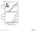 Fig. 20 - Modulation of immunostimulatory properties of oligonucleotide-based compounds by utilizing modified immunostimulatory dinucleotides