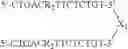 Fig. 37 - Modulation of immunostimulatory properties of oligonucleotide-based compounds by utilizing modified immunostimulatory dinucleotides