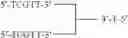 Fig. 55 - Modulation of immunostimulatory properties of oligonucleotide-based compounds by utilizing modified immunostimulatory dinucleotides