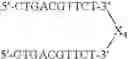 Fig. 86 - Modulation of immunostimulatory properties of oligonucleotide-based compounds by utilizing modified immunostimulatory dinucleotides