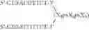 Fig. 90 - Modulation of immunostimulatory properties of oligonucleotide-based compounds by utilizing modified immunostimulatory dinucleotides