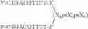 Fig. 92 - Modulation of immunostimulatory properties of oligonucleotide-based compounds by utilizing modified immunostimulatory dinucleotides