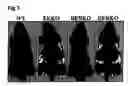 Fig. 04 - Estrogen receptors