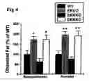 Fig. 05 - Estrogen receptors