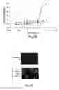 Fig. 10 - Erastin and erastin binding proteins, and uses thereof