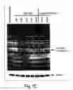 Fig. 13 - Erastin and erastin binding proteins, and uses thereof