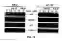Fig. 13 - Small molecule inhibitors of MDM2 and the uses thereof
