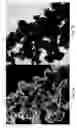 Fig. 03 - Aluminum phosphate, polyphosphate and metaphosphate particles and their use as pigments in paints and method of making same