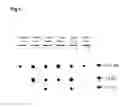 Fig. 07 - An Analysis Platform for Annotating Comprehensive Functions of Genes on high throughput and Integrated Bioarray System
