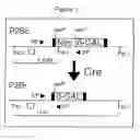 Fig. 02 - Site-specific recombination in eukaryotes and constructs useful therefor
