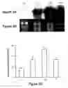 Fig. 04 - Manipulation of ascorbic acid levels in plants