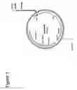 Fig. 02 - Plant regulatory sequences for selective control of gene expression