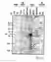Fig. 04 - Nucleotide sequences mediating male fertility and method of using same