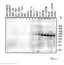 Fig. 16 - Nucleotide sequences mediating male fertility and method of using same