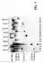 Fig. 02 - Transformation method and transgenic plants produced thereby