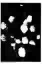 Fig. 02 - HYDRANGEA MACROPHYLLA PLANT NAMED 'BLUSHING BRIDE'
