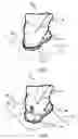Fig. 02 - Pants cuff clip