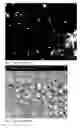 Fig. 02 - Metal composites and methods for forming same
