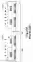 Fig. 07 - Process for producing thin film transistor having LDD region