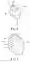 Fig. 06 - Backrest adjustment structure for baby stroller
