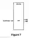 Fig. 08 - Methods for diagnosing and treating tumors and suppressing cd promoters