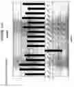 Fig. 27 - Compositions and methods for the treatment of tumor of hematopoietic origin