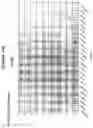Fig. 33 - Compositions and methods for the treatment of tumor of hematopoietic origin