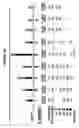 Fig. 40 - Compositions and methods for the treatment of tumor of hematopoietic origin