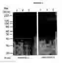 Fig. 10 - Cytotoxicity mediation of cells evidencing surface expression of CD44