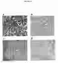 Fig. 15 - Cytotoxicity mediation of cells evidencing surface expression of CD44