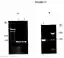 Fig. 17 - Cytotoxicity mediation of cells evidencing surface expression of CD44
