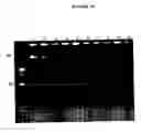 Fig. 19 - Cytotoxicity mediation of cells evidencing surface expression of CD44