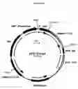 Fig. 25 - Cytotoxicity mediation of cells evidencing surface expression of CD44