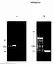 Fig. 27 - Cytotoxicity mediation of cells evidencing surface expression of CD44