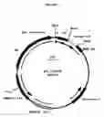 Fig. 30 - Cytotoxicity mediation of cells evidencing surface expression of CD44