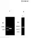 Fig. 37 - Cytotoxicity mediation of cells evidencing surface expression of CD44