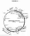 Fig. 41 - Cytotoxicity mediation of cells evidencing surface expression of CD44