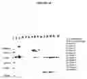 Fig. 48 - Cytotoxicity mediation of cells evidencing surface expression of CD44