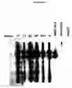 Fig. 50 - Cytotoxicity mediation of cells evidencing surface expression of CD44