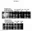 Fig. 52 - Cytotoxicity mediation of cells evidencing surface expression of CD44